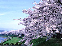 Сакура - национальный символ Японии.  Однако плоды ее маленькие и невкусные (кислые), их никуда не...